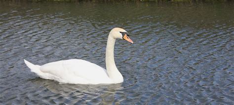 iwc birds|iwc waterbird census.